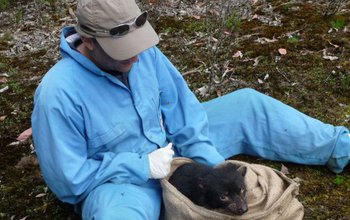 Scientist Andrew Storfer checking a Tasmanian devil for tumor facial disease.